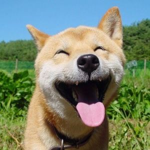 Meet your Posher, Jasper